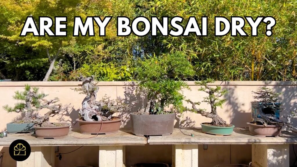 How to Get Bonsai Ready for a Show (Dry Bonsai Fix) (Q&A)