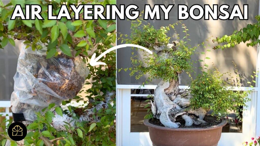 Air Layering Zelkova Bonsai: 75-Year-Old Tree from Taiwan