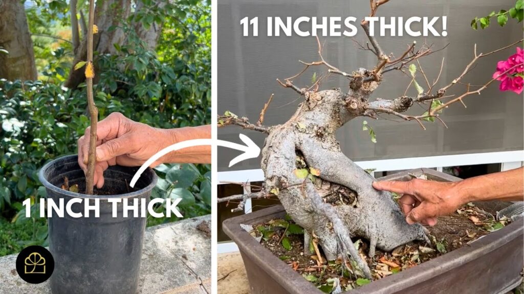 Thick Bonsai Trunk in 7 Years: Growth Timeline and Methods
