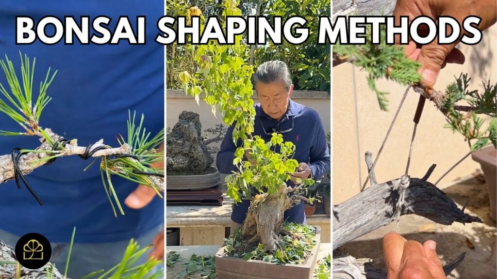 Wiring vs Clip & Grow vs Anchoring: Which Bonsai Method to Use