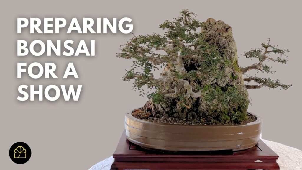 Bonsai Show Prep: Fine Tune a Bonsai for Competition