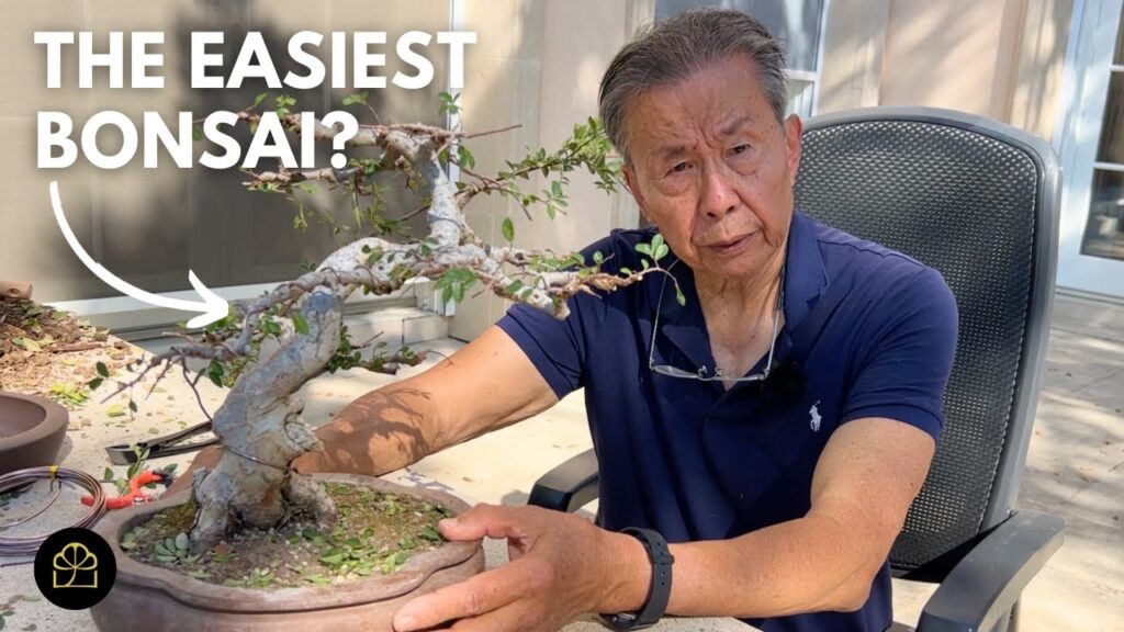 Best Bonsai Starter Material for Beginners (Buying + Growing)