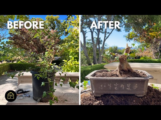 Garden Tree to Bonsai Transformation: Step-by-Step