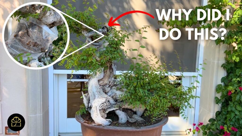 Milton Answers Bonsai Questions: Full Q&A