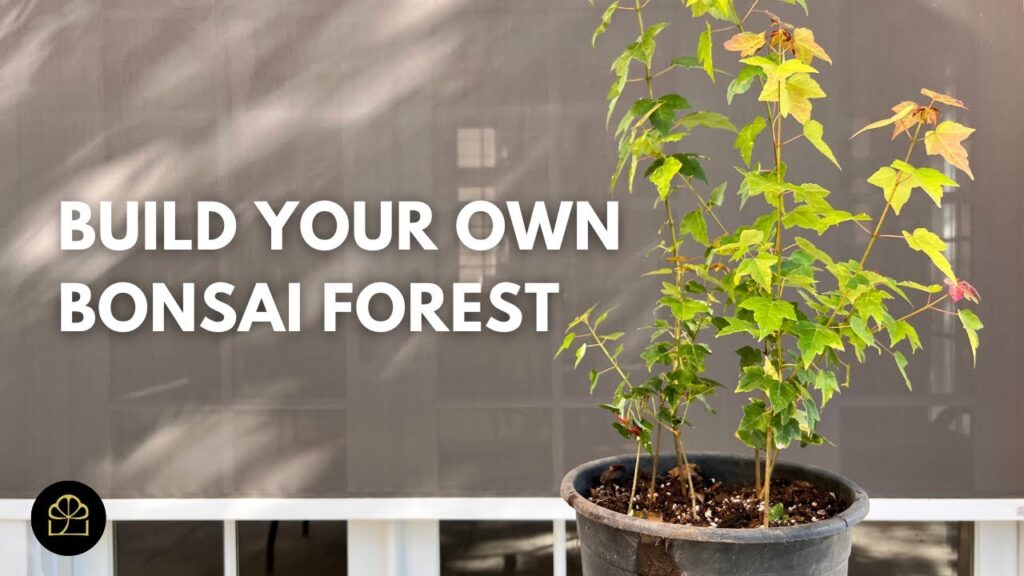 Maple Cuttings Bonsai Forest: Build a Forest from Scratch