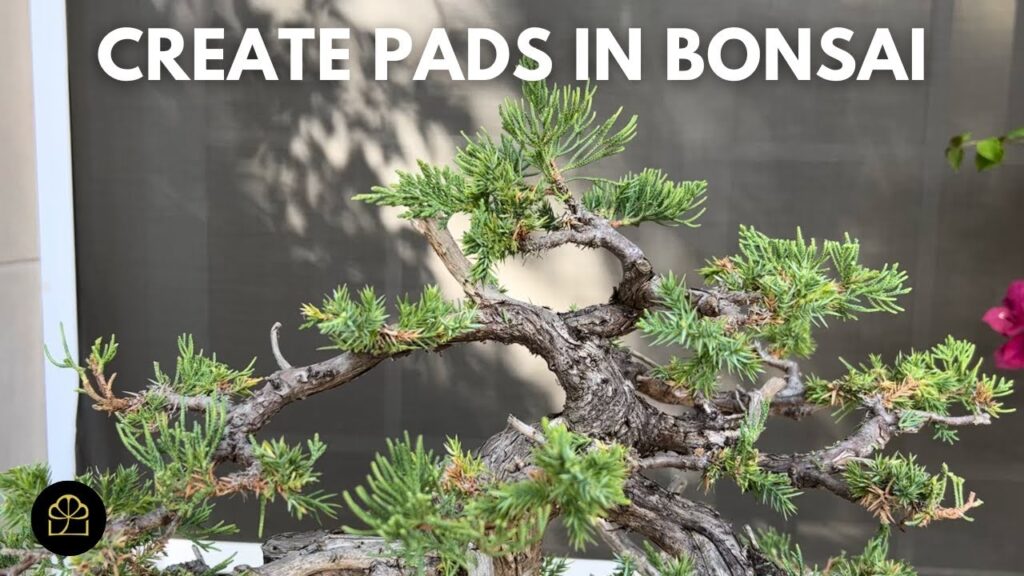 Juniper Bonsai Pads: How to Create Pads Easily