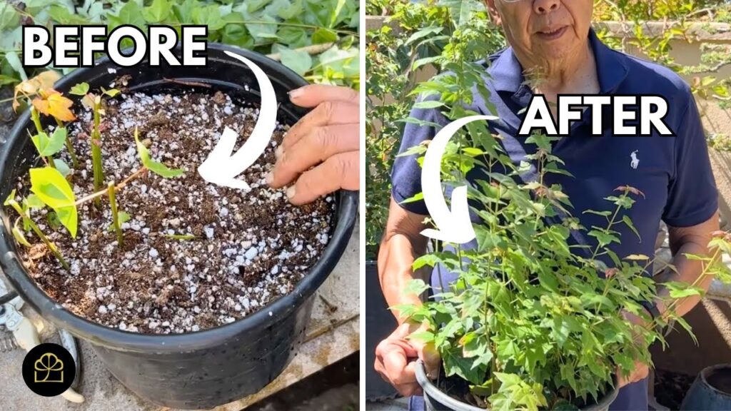 Rooting Bonsai Cuttings Successfully (Q&A)