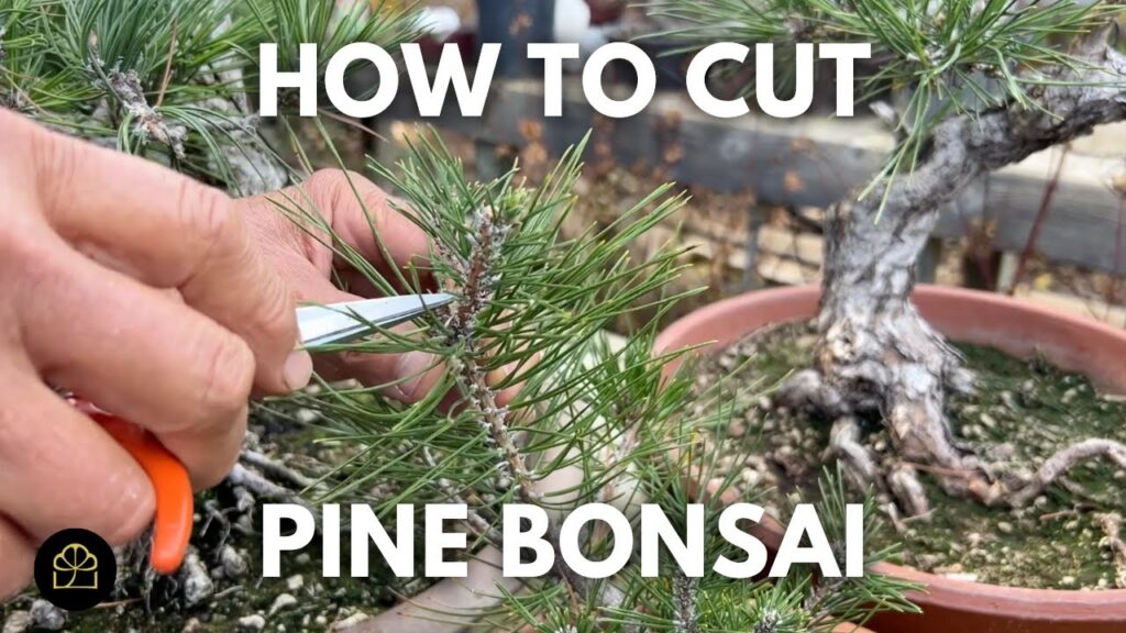 Pine Bonsai Needle Reduction: How to Shorten Pine Needles (Q&A)