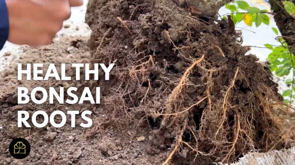 How to Induce Fibrous Roots in Bonsai (Q&A)