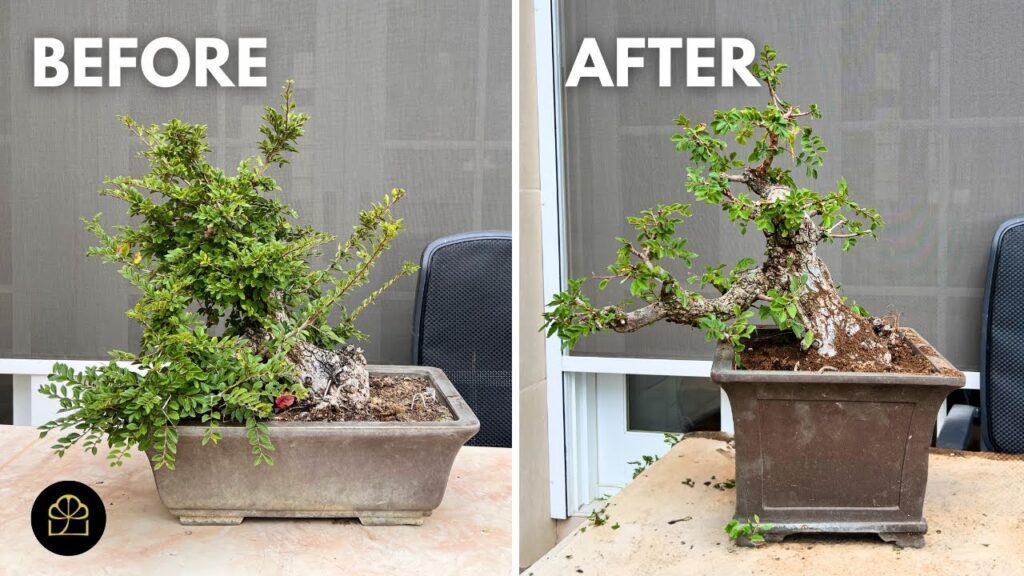 Refining an Established Bonsai: Advanced Techniques