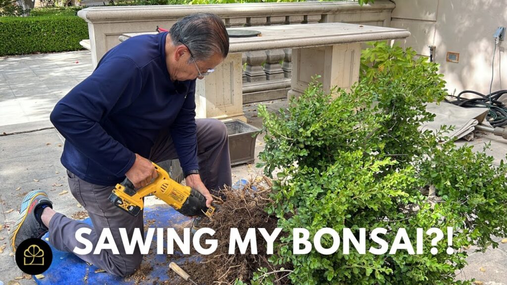 Boxwood Garden Tree Bonsai Design: Step-by-Step