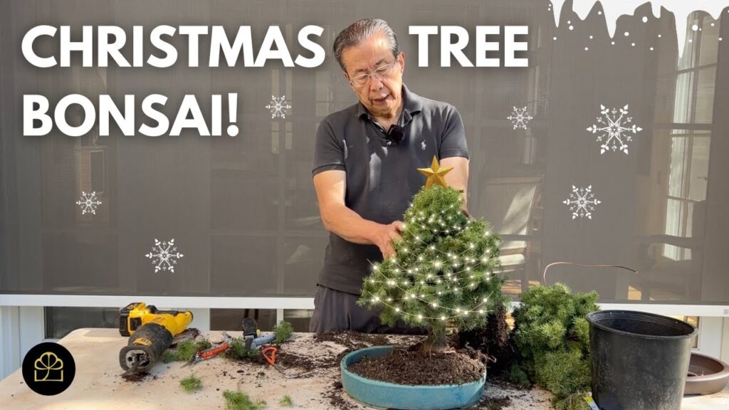 Christmas Tree Bonsai: How to Turn a Christmas Tree into Bonsai