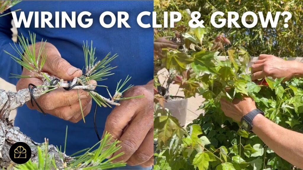 Beginner Bonsai Q&A: Wiring, Clip & Grow, and Next Steps