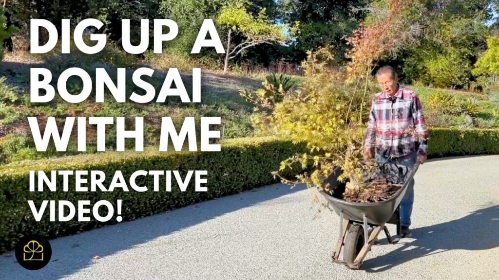 Dig Up and Design a Bonsai: Step-by-Step