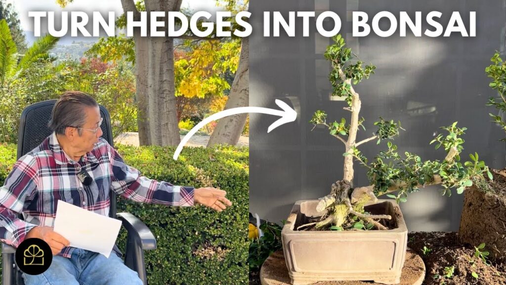 Boxwood Hedge to Bonsai: Step-by-Step