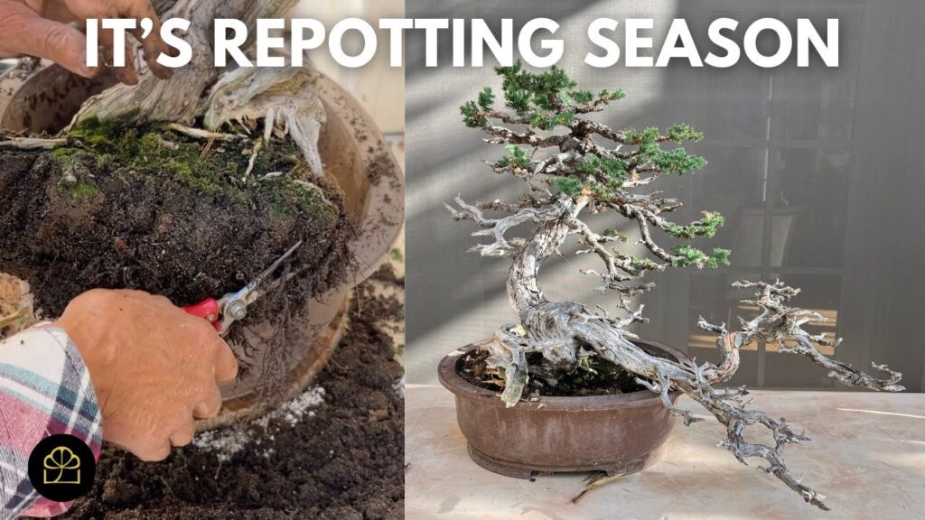 Repotting a 50-Year-Old Juniper Bonsai (Step-by-Step)