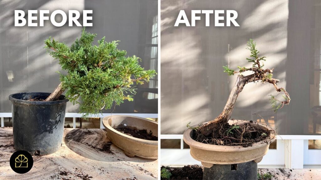 First Steps to Make a Juniper Bonsai (Beginner Guide)