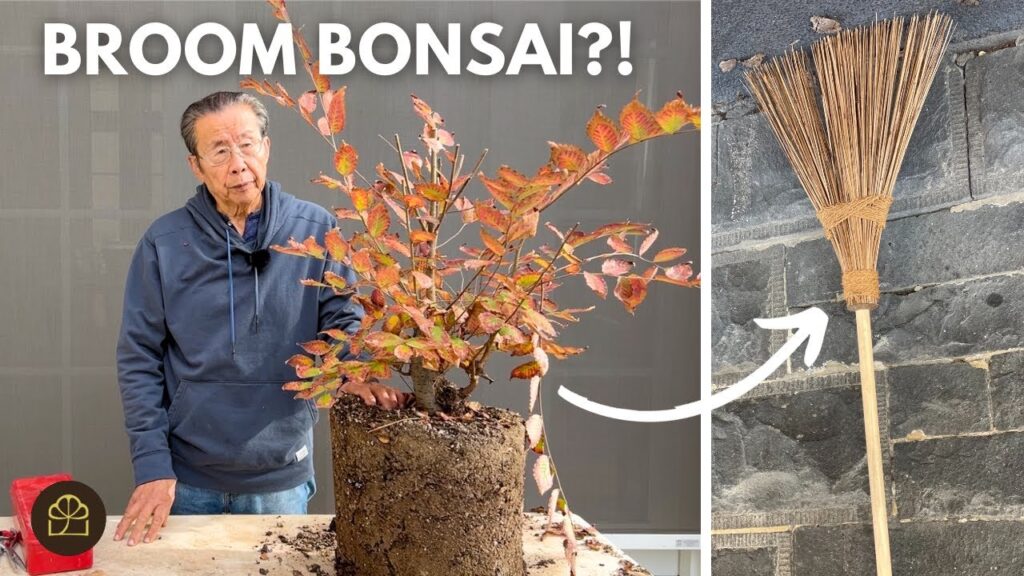 Chinese Zelkova Broom Style Bonsai: Step-by-Step