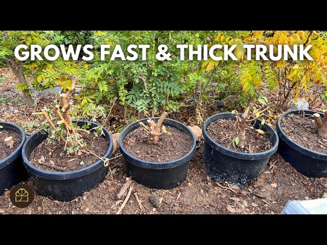 Why Grow Bonsai in Big Pots? (Q&A)