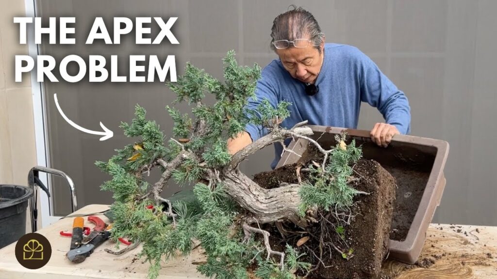 Style a Juniper Bonsai Step-by-Step (Full Tutorial)