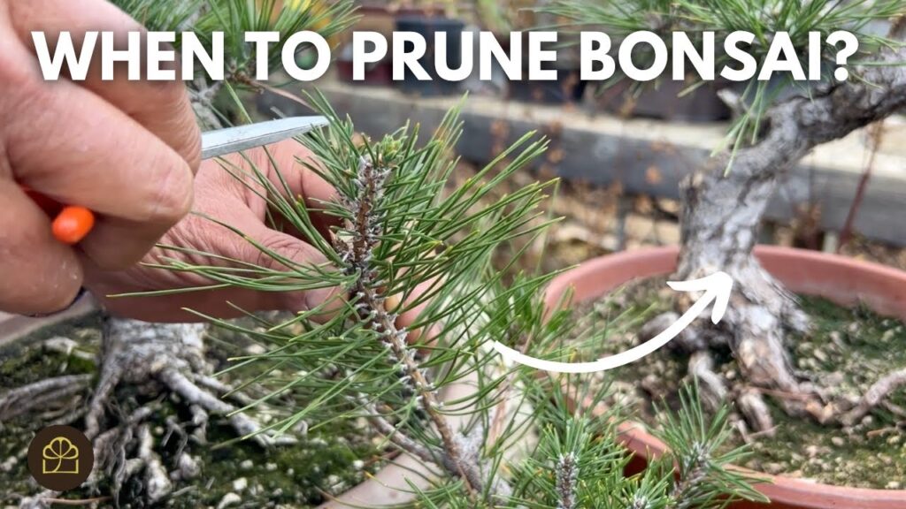 Best Time for Root Pruning + Best Bonsai Soil Mix (Q&A)