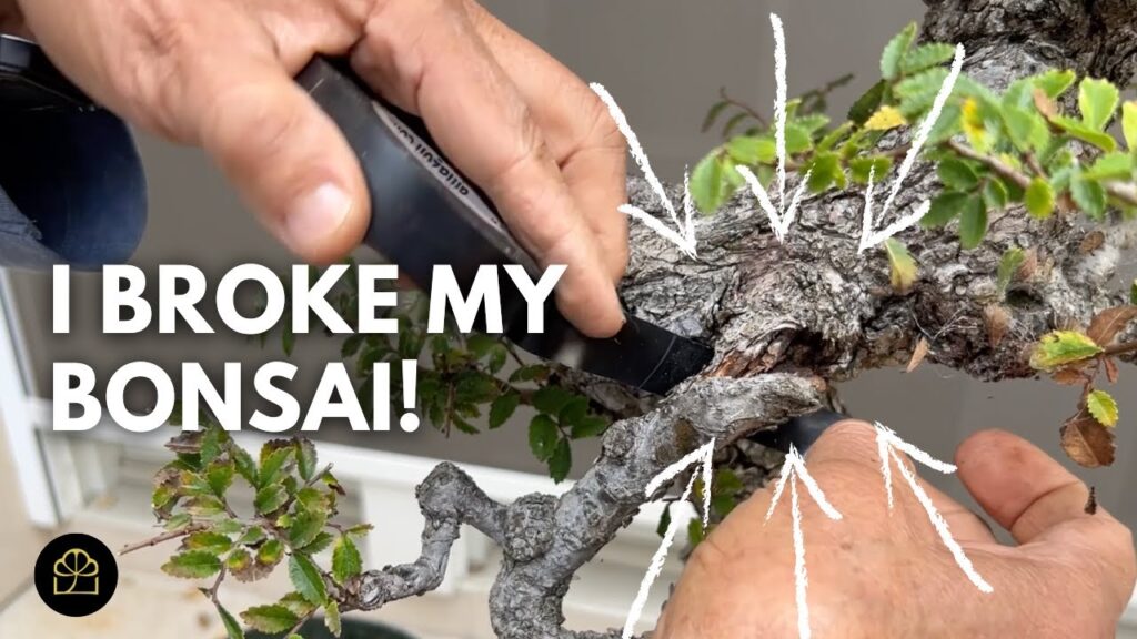 Cork Elm Bonsai: Pruning and Repotting Step-by-Step
