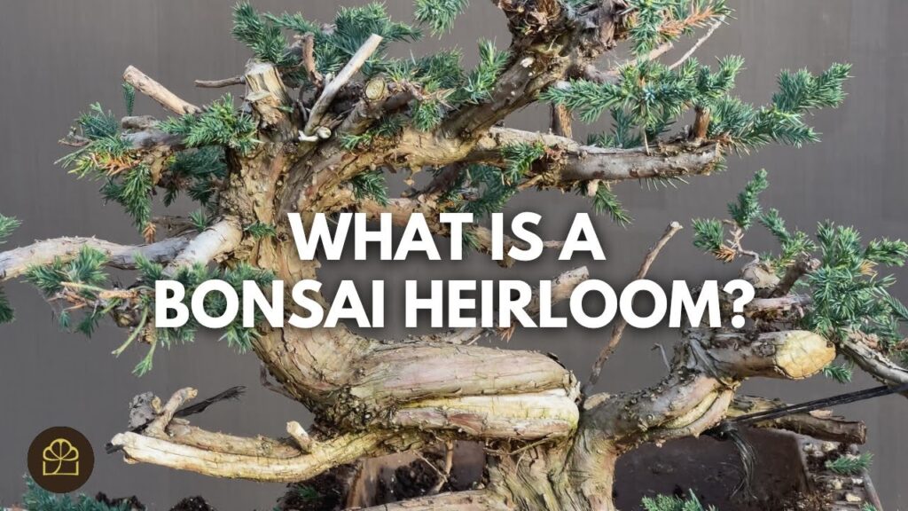 Juniper Bonsai Heirloom Project: Creating a Family Legacy Tree