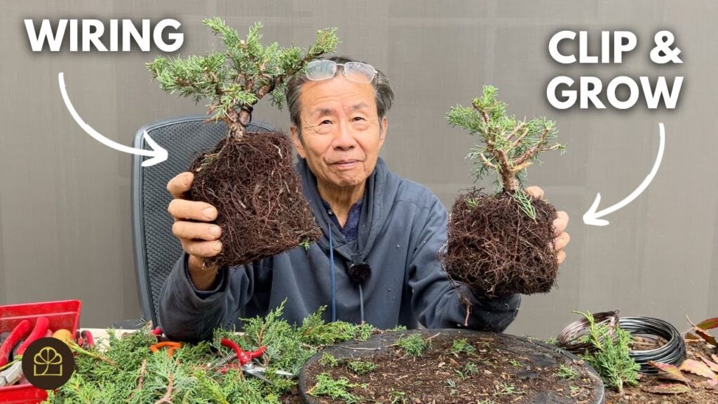 Wiring vs Clip & Grow: Which Bonsai Method Is Better?
