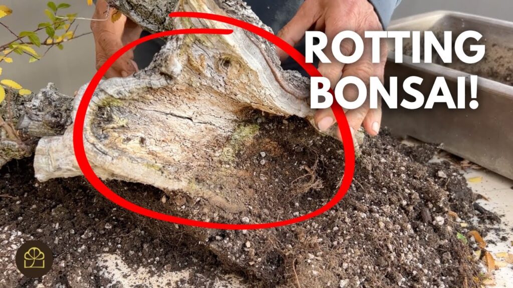 Rotten Stump Bonsai Transformation: Step-by-Step