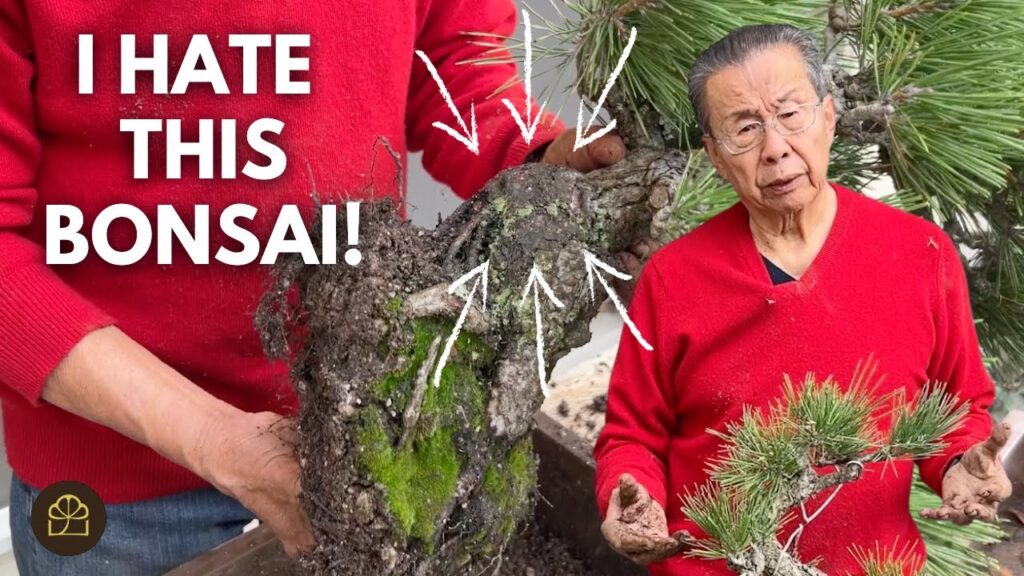Japanese Black Pine Bonsai Repotting: Fixing a Problem Tree