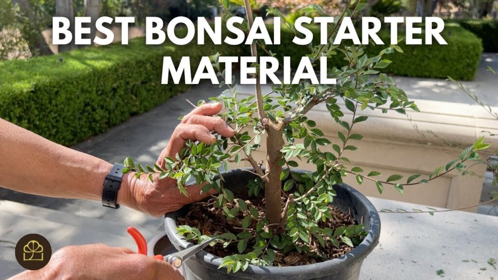 Growing Starter Bonsai Material (Q&A)