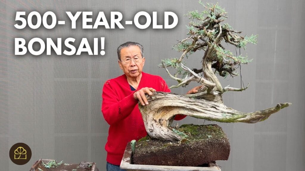 500-Year-Old Yamadori Juniper Bonsai: Masterpiece Transformation