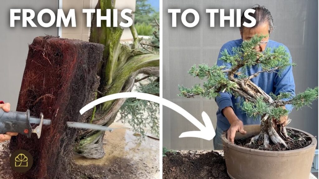 Reduce Bonsai Roots to Fit a Pot (Q&A)