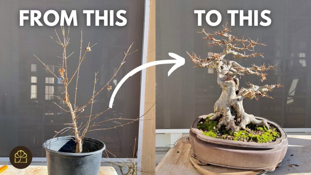 3-Year to 25-Year Bonsai Transformation: Training Timeline