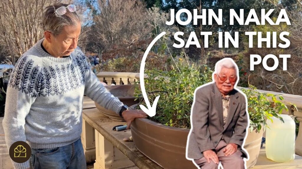 Where to Buy Bonsai Pots and Find Bonsai Auctions (Q&A)