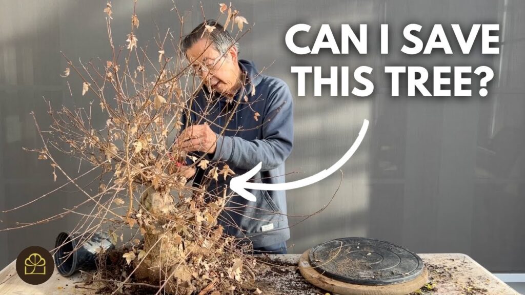 Dried-Out Bonsai Rescue: Can You Save a Dead Bonsai?