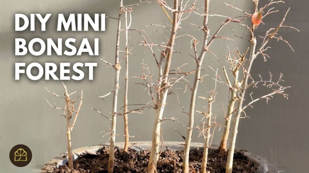 Mini Bonsai Forest: How to Make a Small Forest Planting