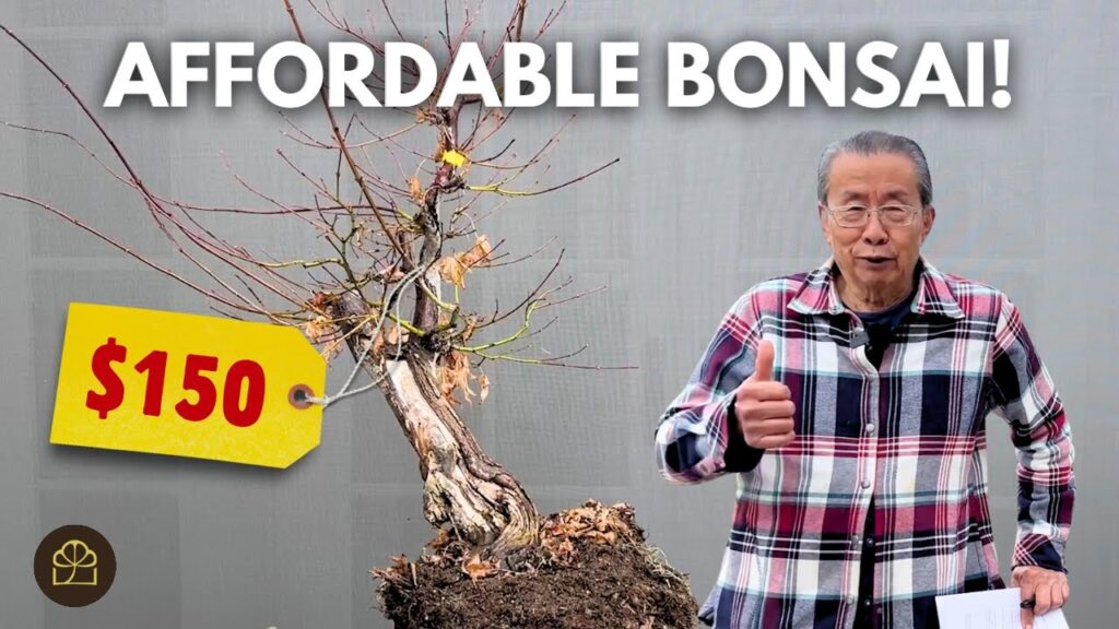 Affordable Bonsai Auctions: How to Find Great Deals (Q&A)
