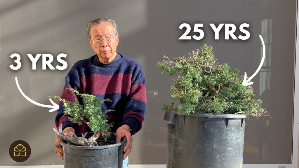 Shimpaku Juniper Bonsai: Working on 3-Year vs 25-Year Trees
