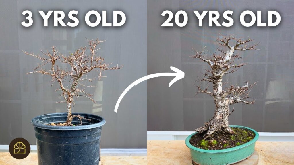 Grow Bonsai from Cuttings: 3-Year to 20-Year Transformation