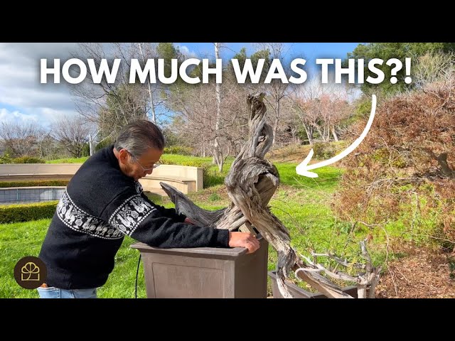 How Much Should You Pay for a Bonsai Tree? (Q&A Pricing Guide)