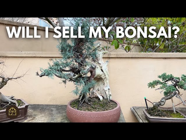 Will Milton Sell His Bonsai Trees? (Q&A)