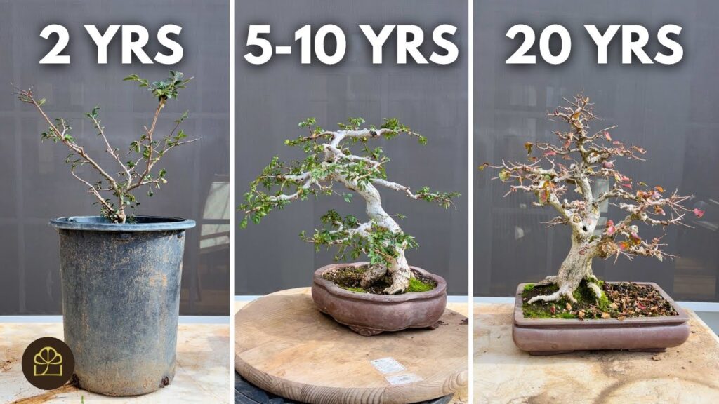 Elm Bonsai: Working on 3 Trees of Different Ages