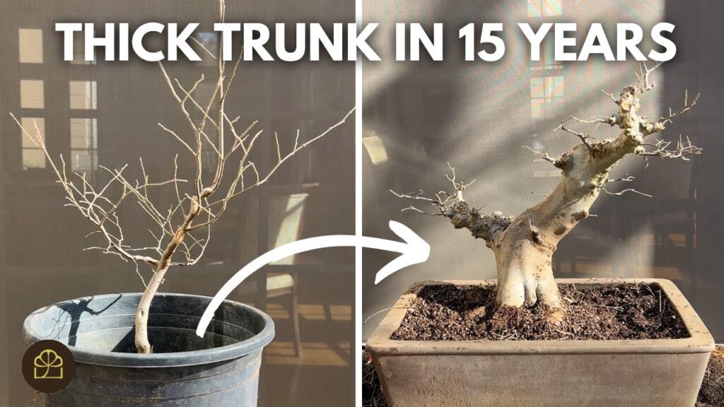 Chinese Hackberry Bonsai: 15-Year Seedling Transformation