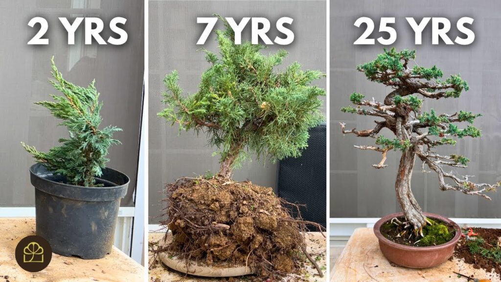 Juniper Bonsai from Cuttings: Step-by-Step
