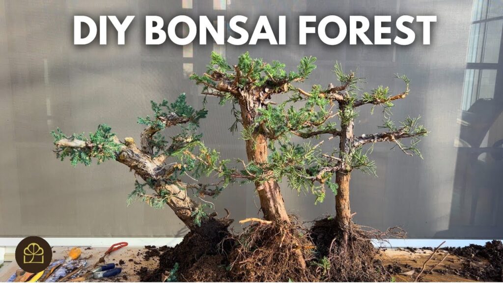 Clump Style Juniper Bonsai: Step-by-Step