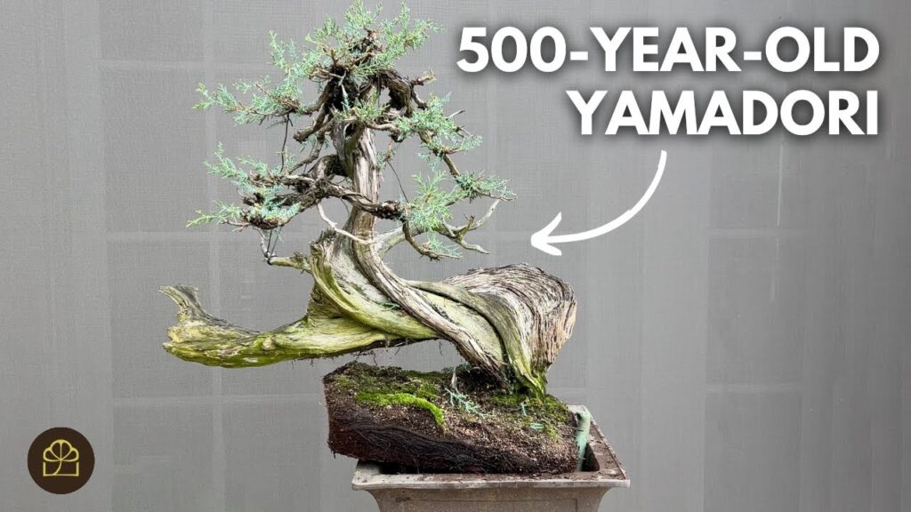 Collecting Yamadori for Bonsai: Ethics, Tips, and Reality (Q&A)