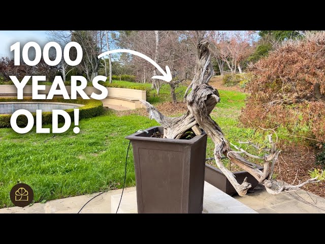 1000-Year-Old California Juniper Bonsai: Collection Tour (Q&A)