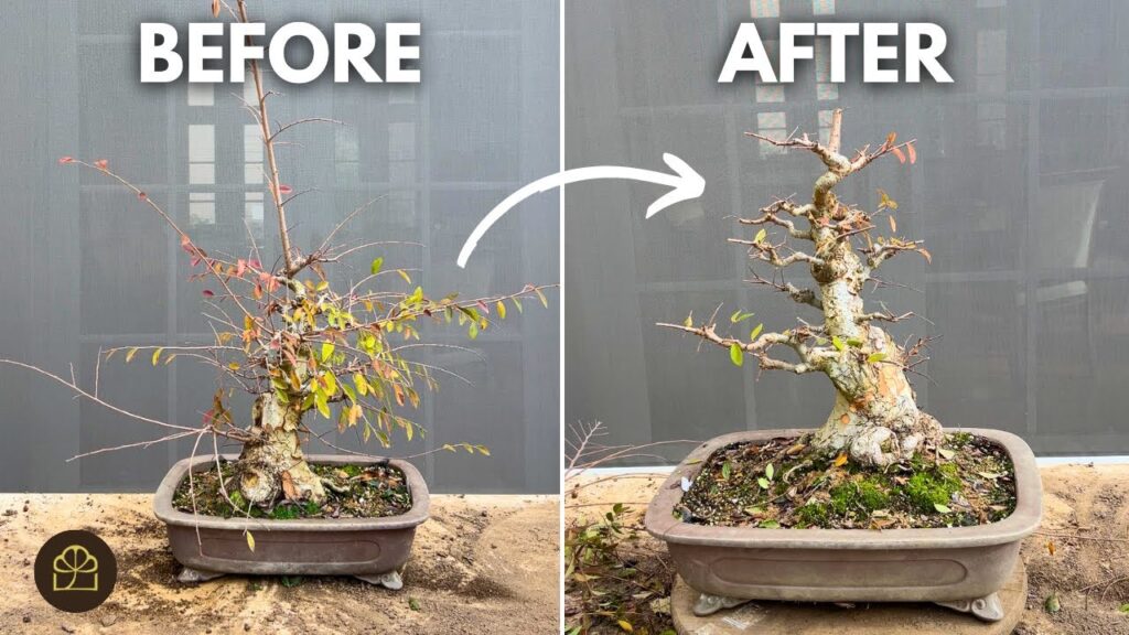 Chinese Elm Bonsai Pruning Guide (Step-by-Step)