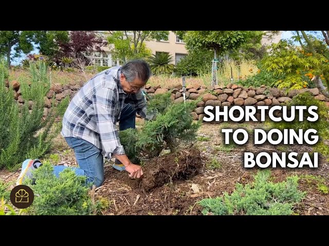 Why Milton Used to Kill Bonsai Trees: Lessons Learned (Q&A)